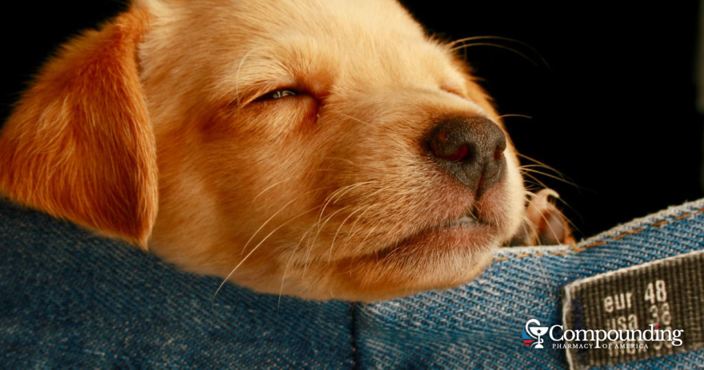 dog pica supplement