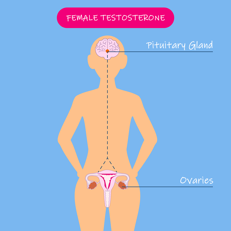 female testosterone