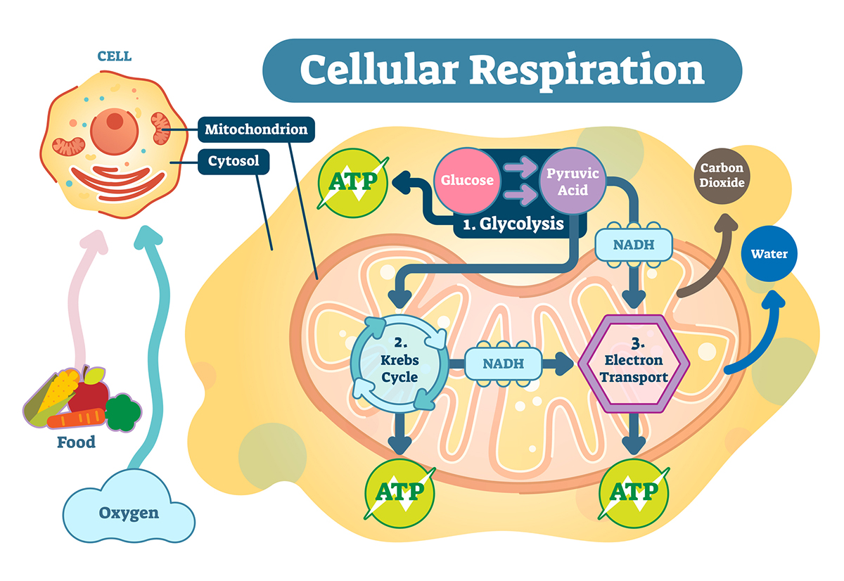 Your Guide to the Anti Aging Benefits of NAD and NMN