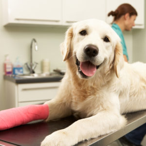 Compounded Pet Prescriptions Can Improve Compliance