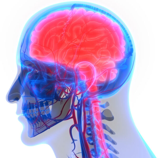 All About AcetylLCarnitine