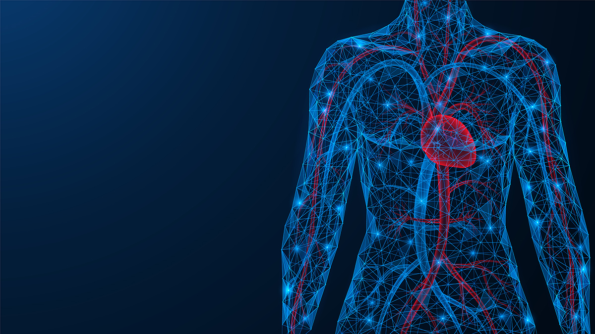Improved Cardiovascular Function
