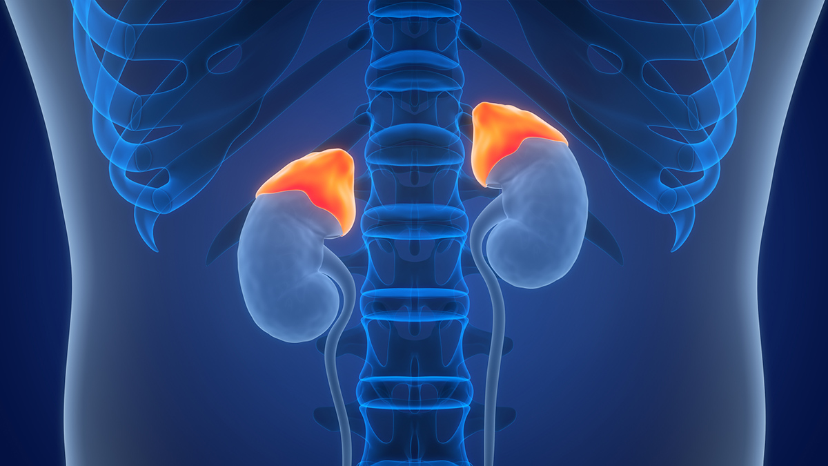 Adrenal Glands
