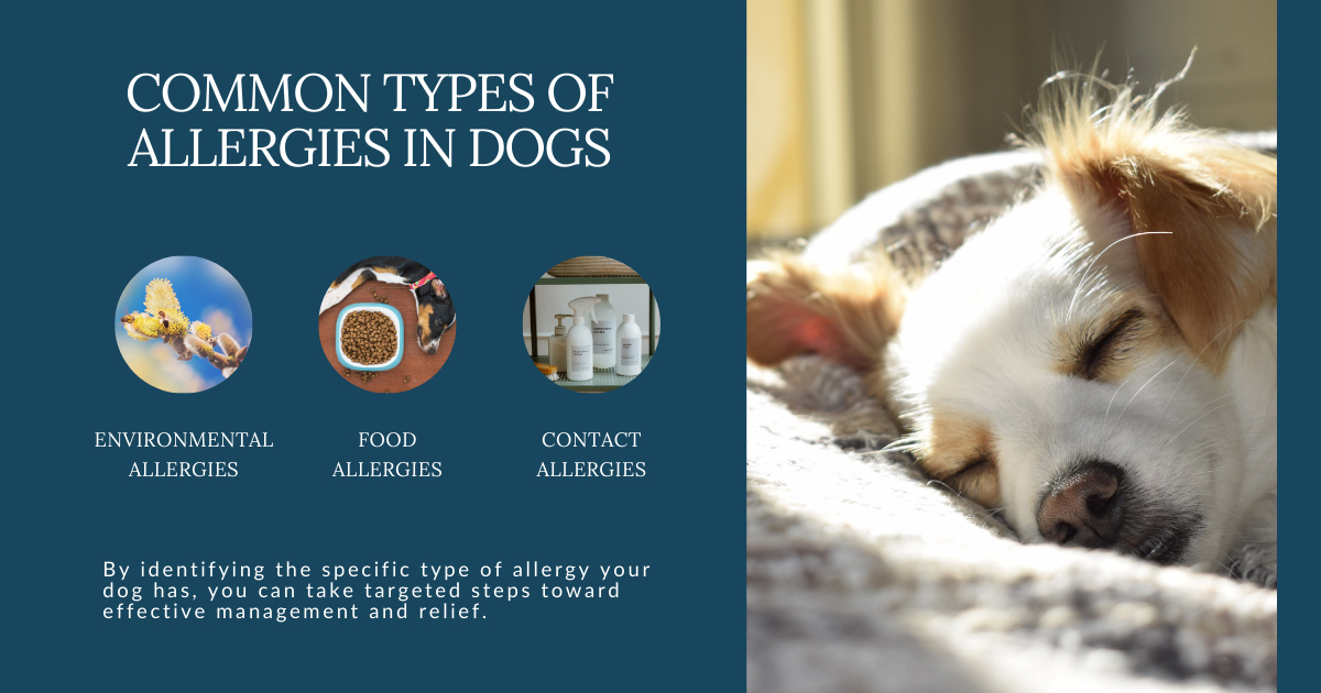 Common Types of Allergies in Dogs