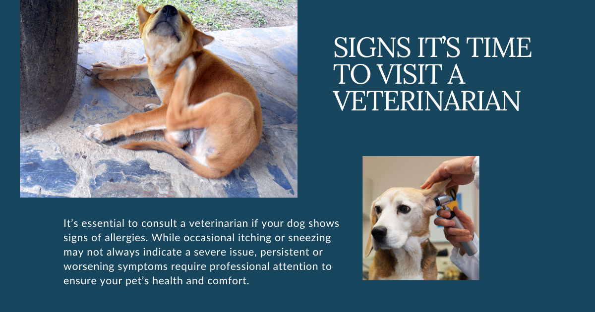 Signs It’s Time to Visit a Veterinarian for Dog Allergies