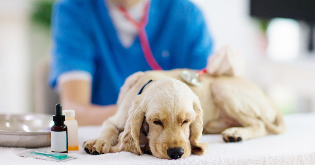 Traditional Allergy Medications for Dogs